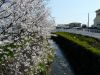 森戸川の桜