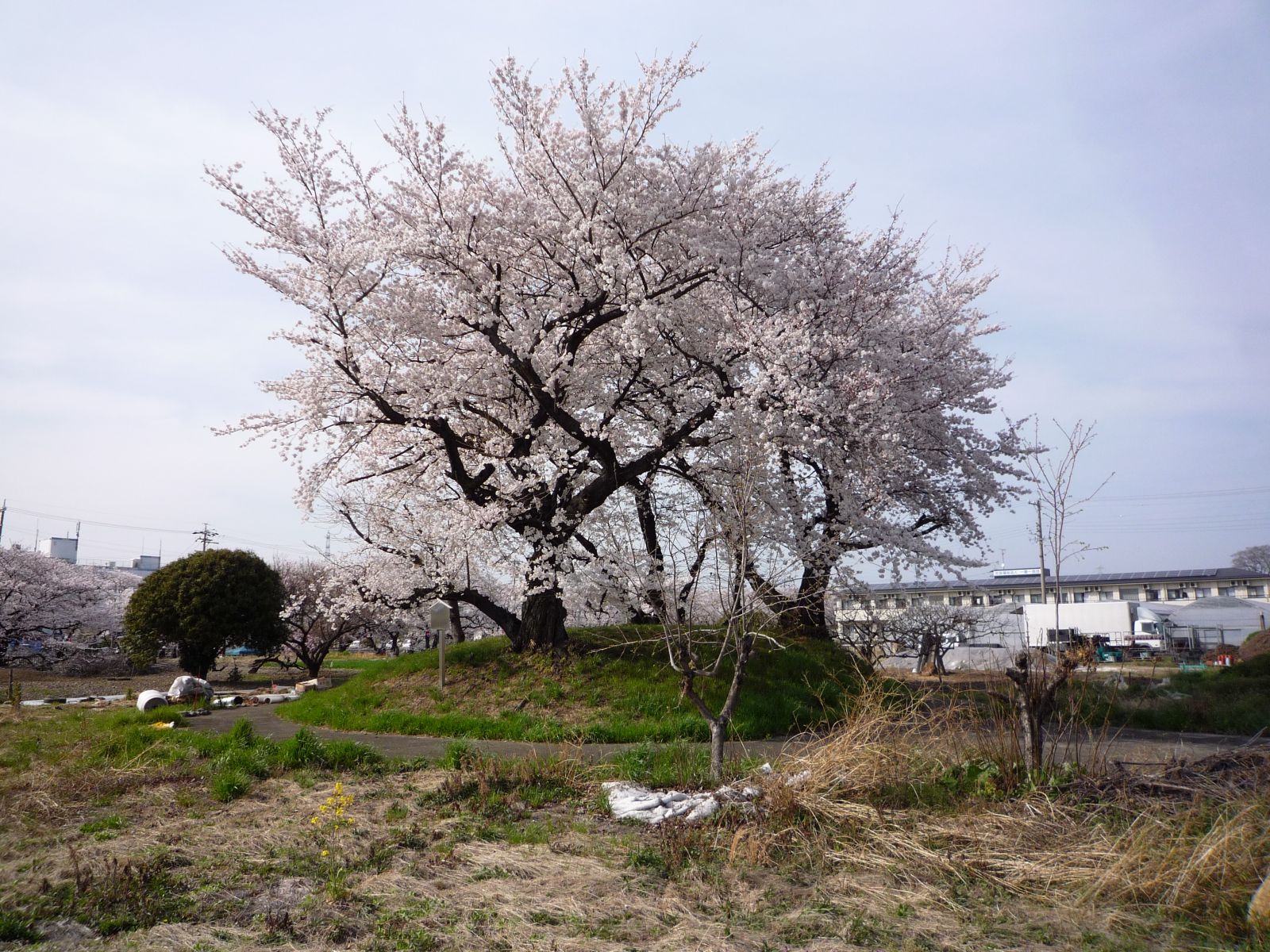 桜塚古墳の全景