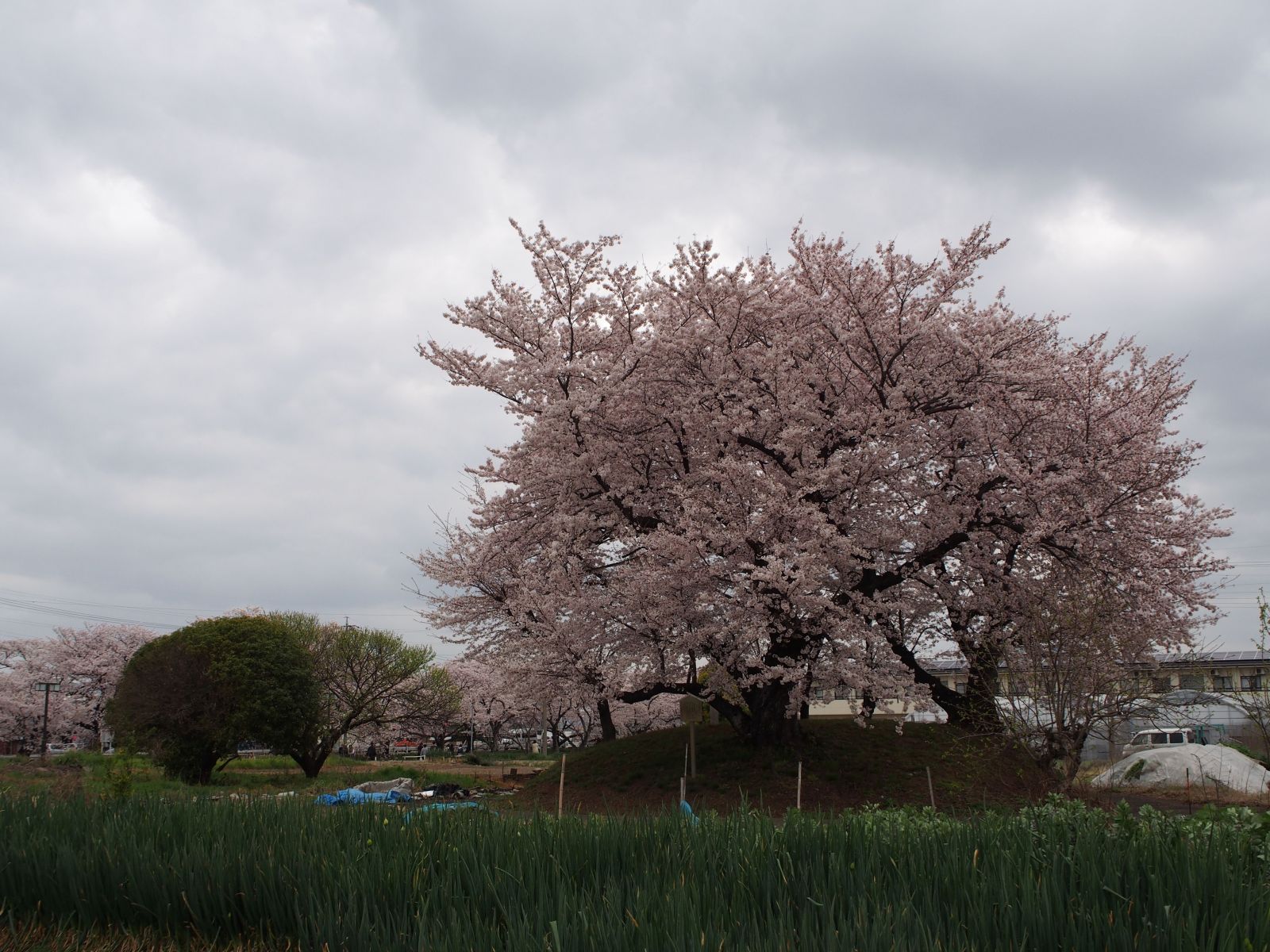桜満開の古墳