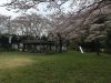 公園に咲く桜