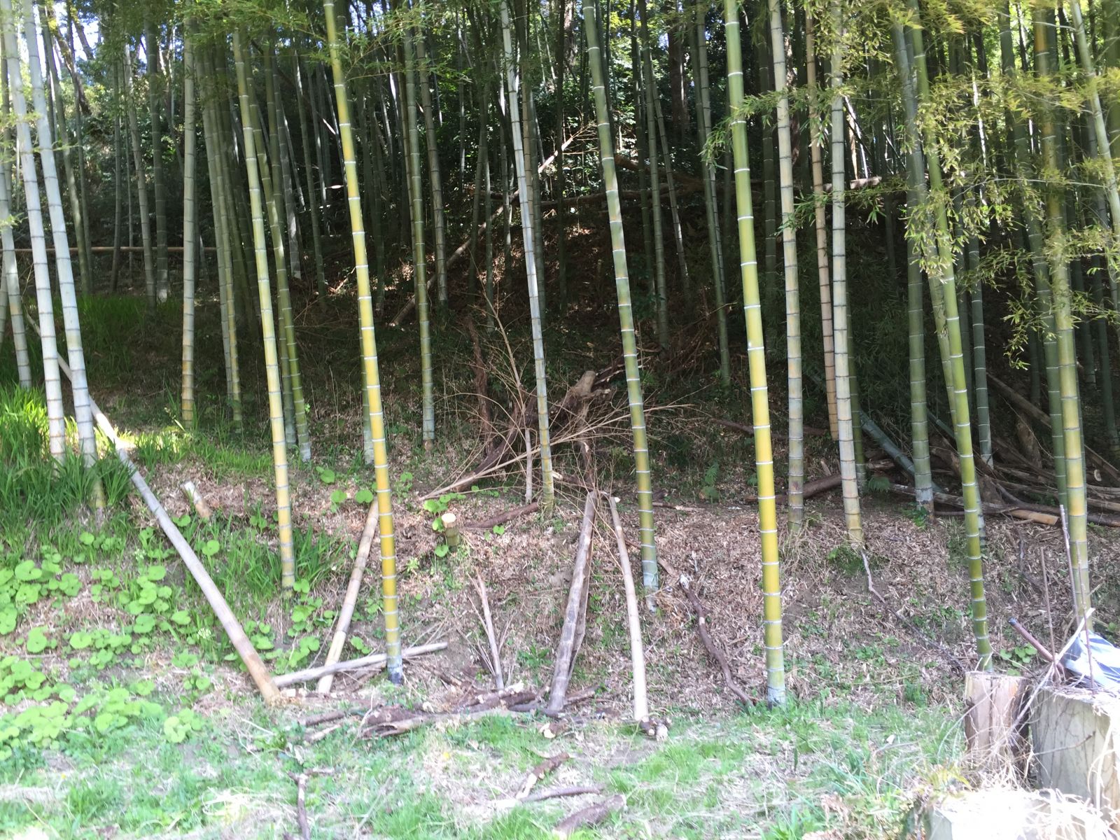 横穴墓の築かれている竹藪