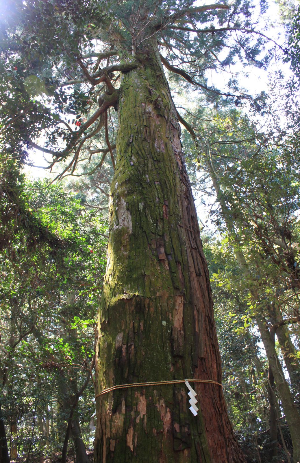 天然記念物の巨杉