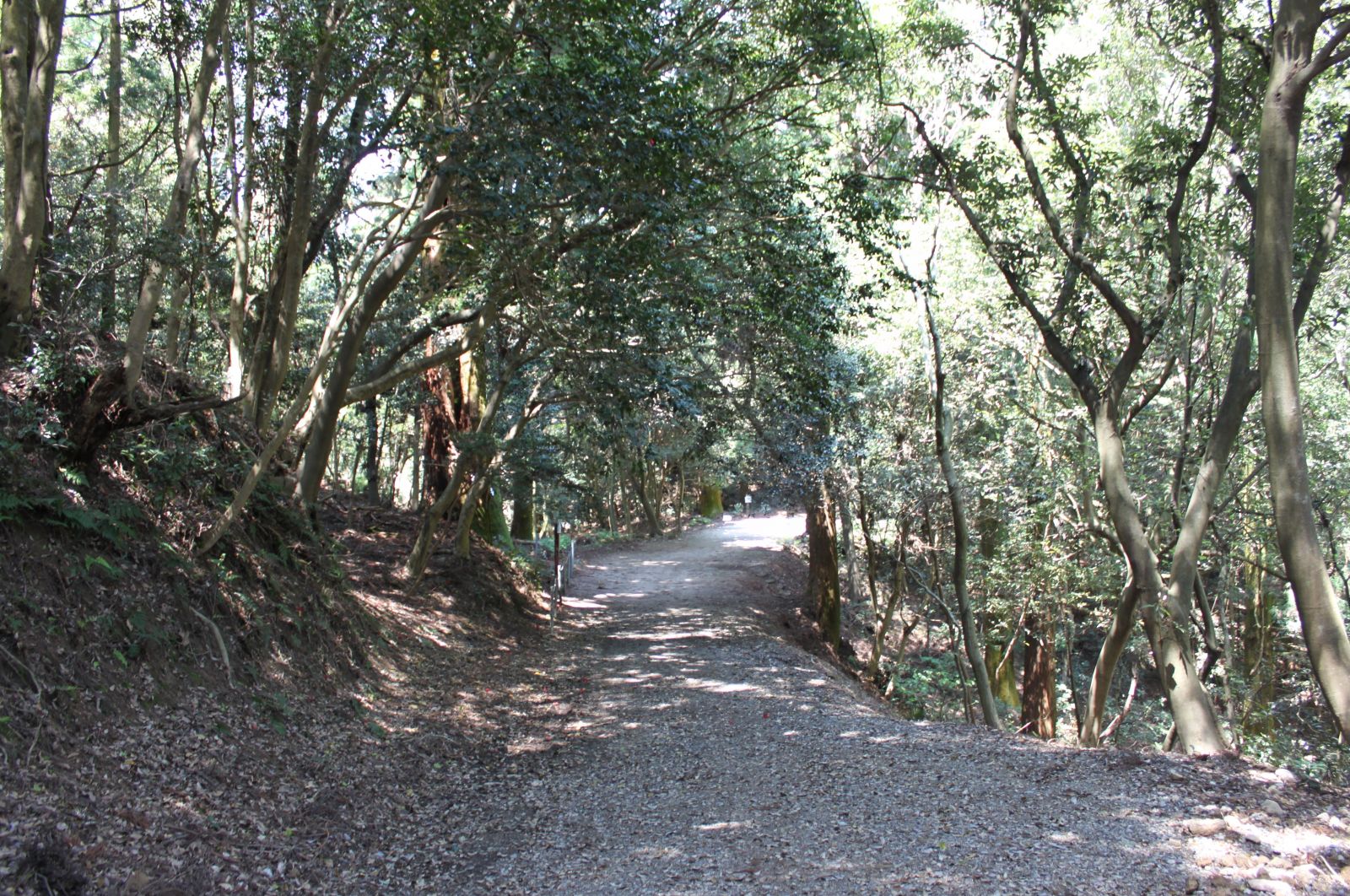 遺跡手前の林道