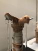 翼を広げた鳥形埴輪（東京国立博物館）