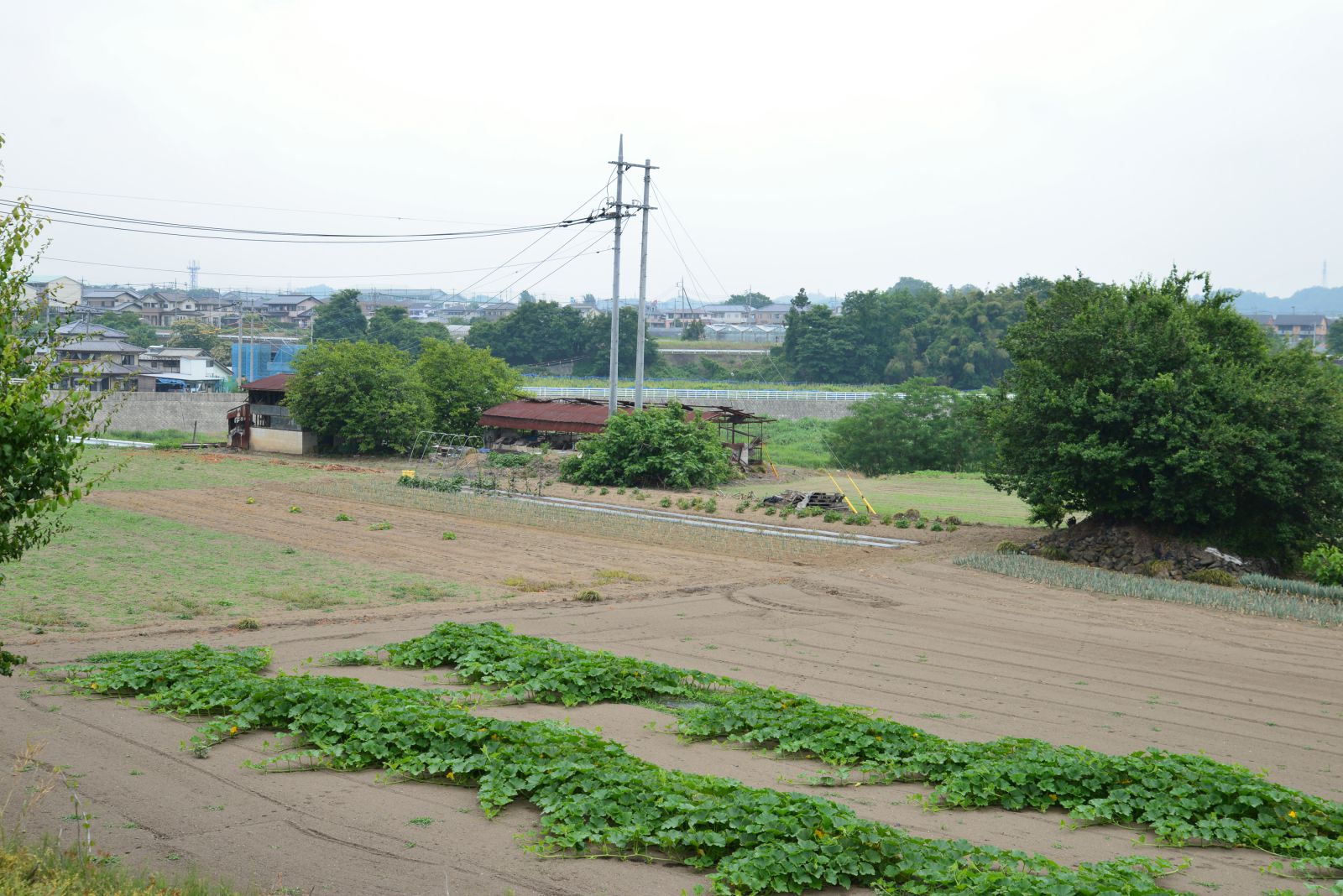 福島町35号（右）36号（左）