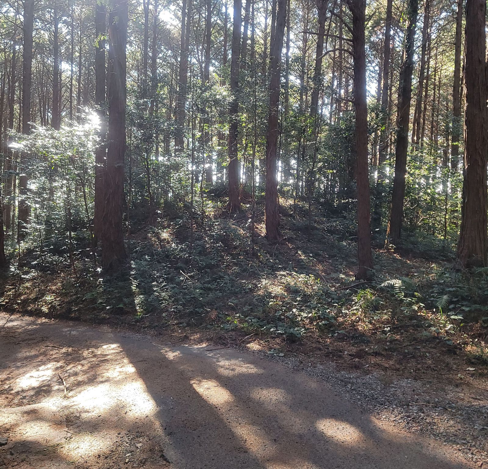 神社境内左手の墳丘を北東から