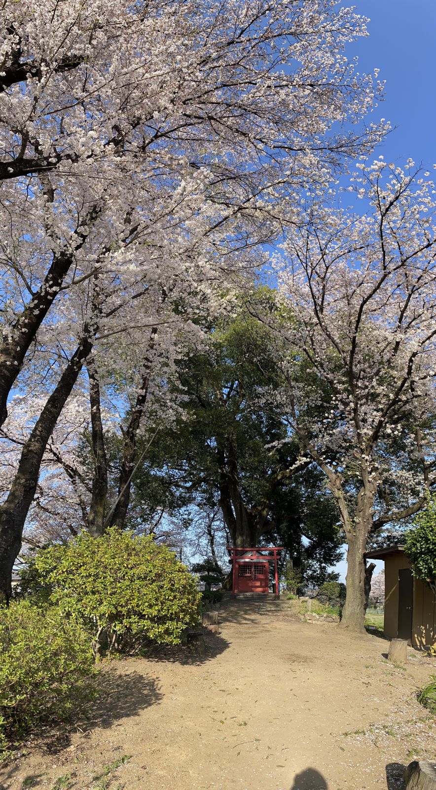 桜が綺麗でした