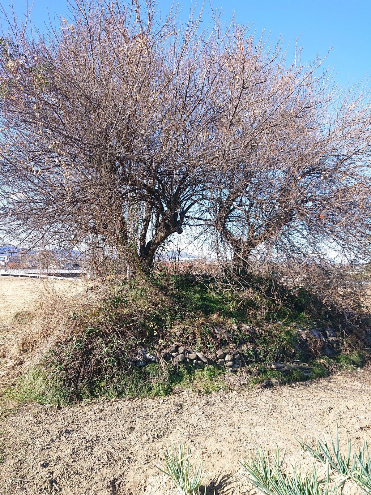 福島町35号墳