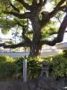 堺市指定保存樹木（くすのき）