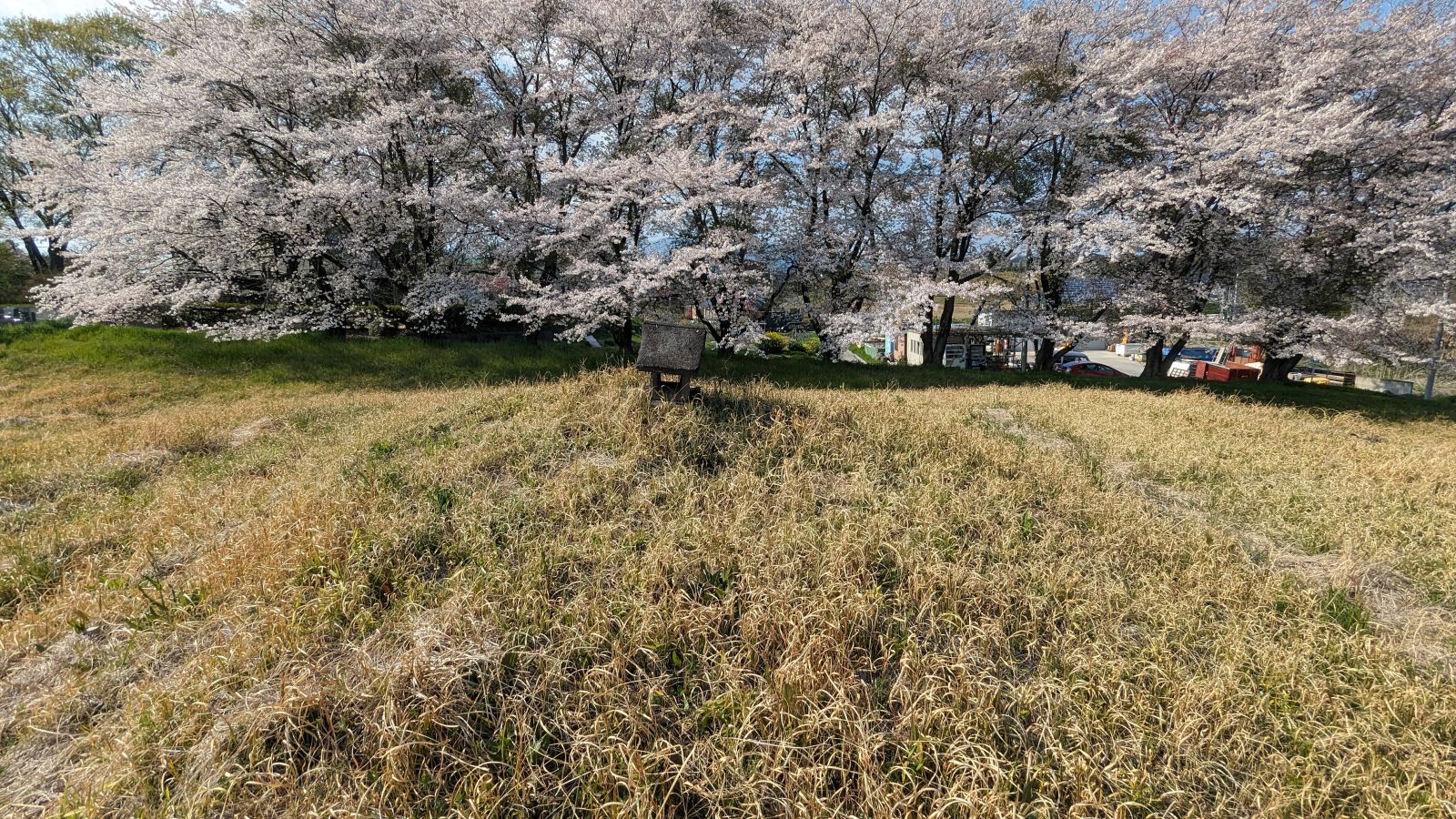 南側から見た墳丘頂上と桜