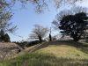 後円部で山桜を見つめる投稿者