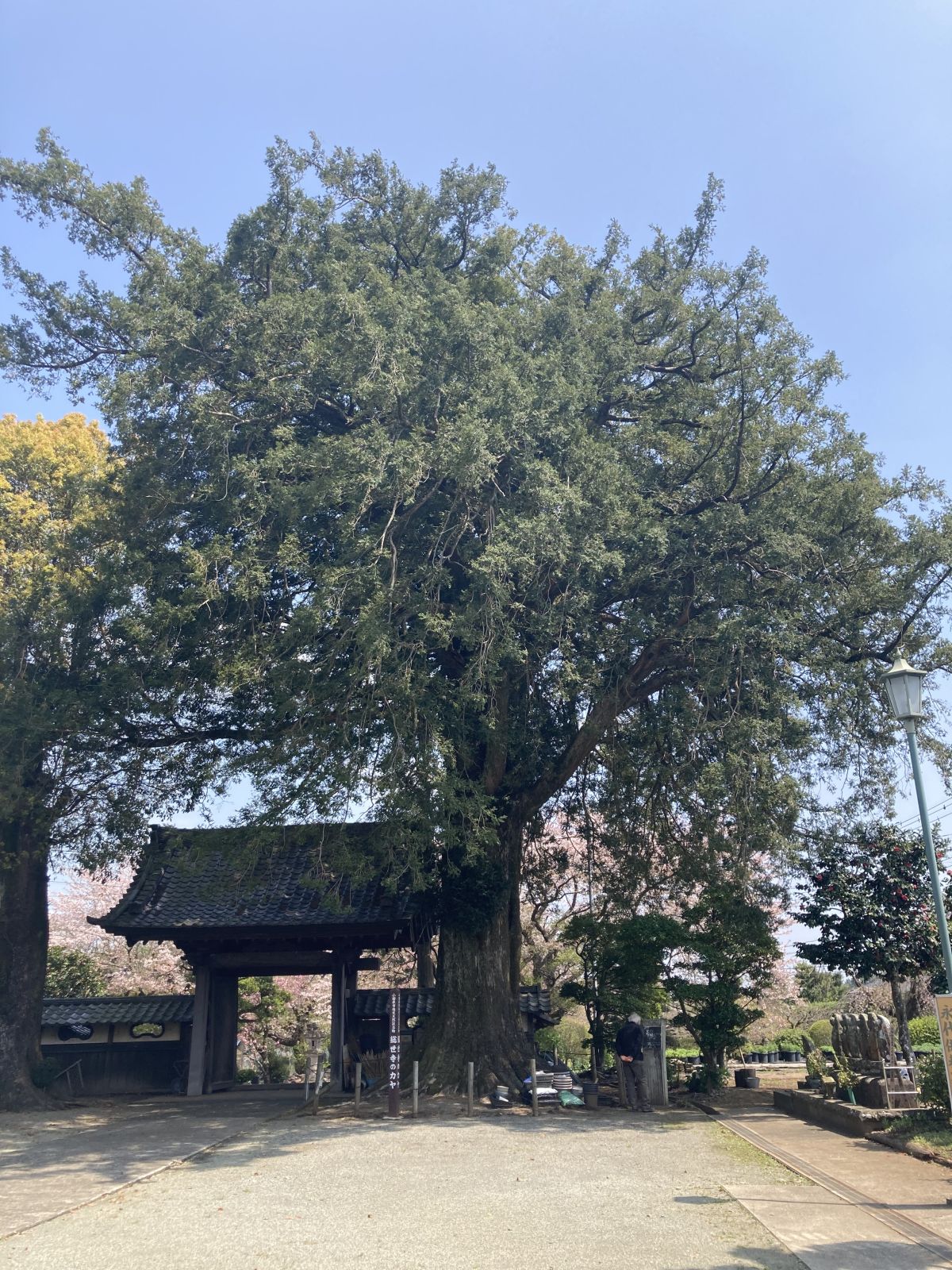 総世寺のカヤ(市指定天然記念物)