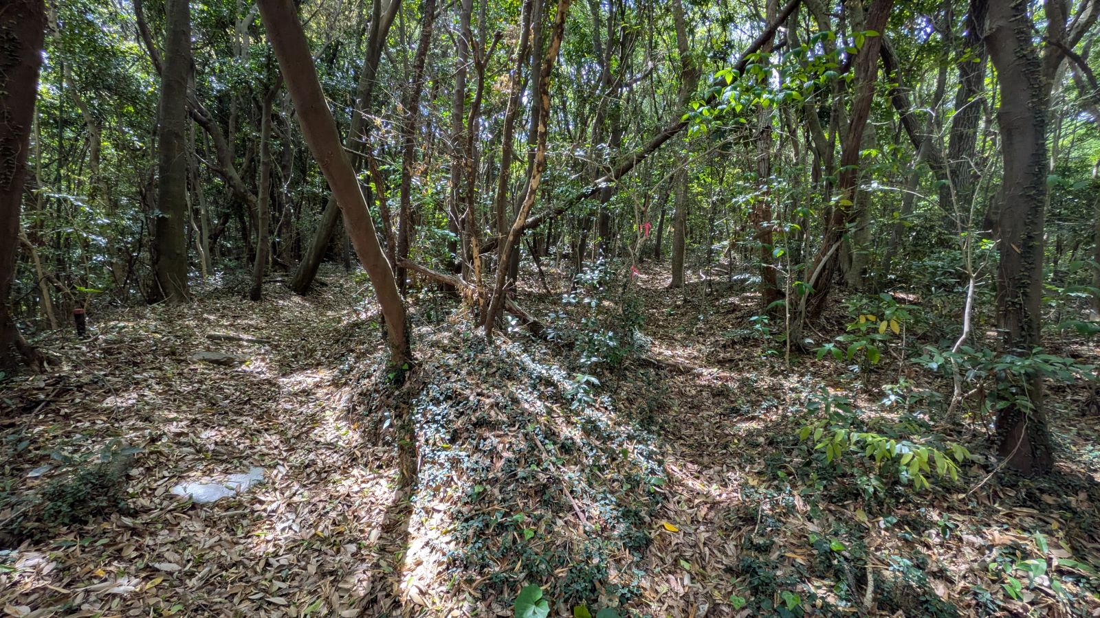 左手が墓地右手が登山ルート（推定）