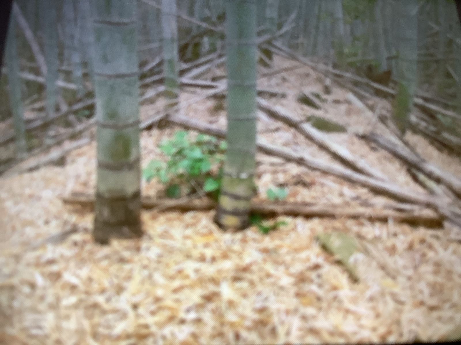 前方部のような部分