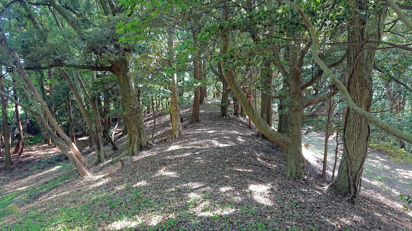 墳丘上　クビレ部付近から前方部方向