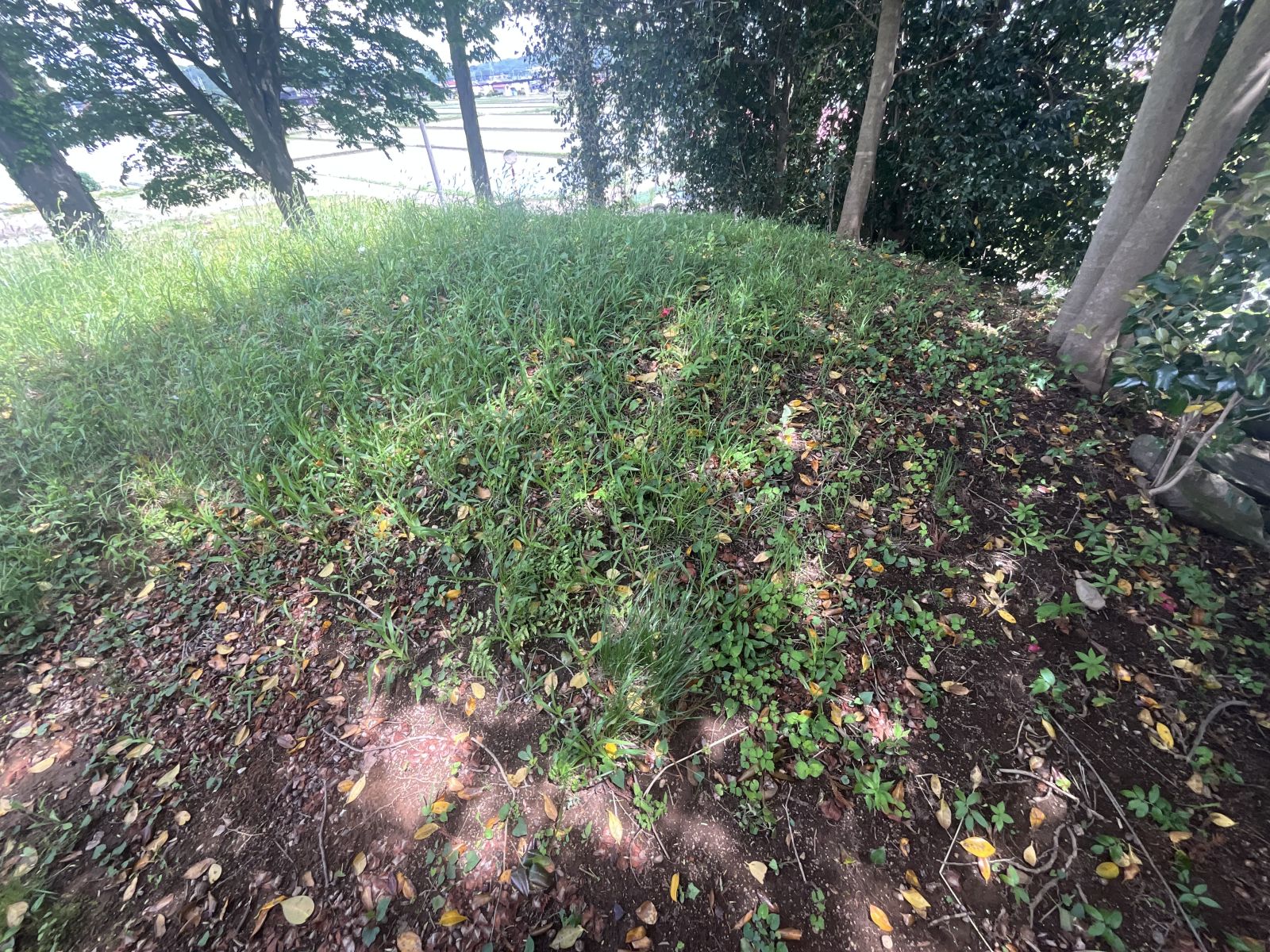 後円部墳頂