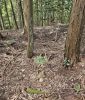 後円部の盗掘坑