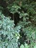 下勝田西横穴墓群