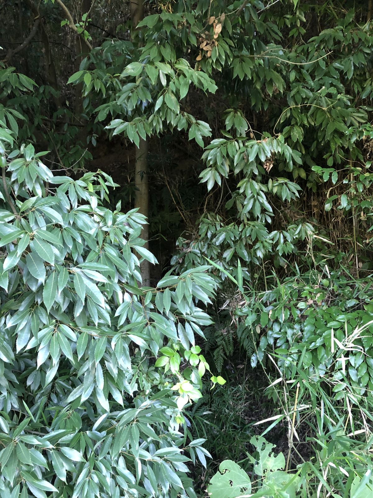 横穴らしきもの