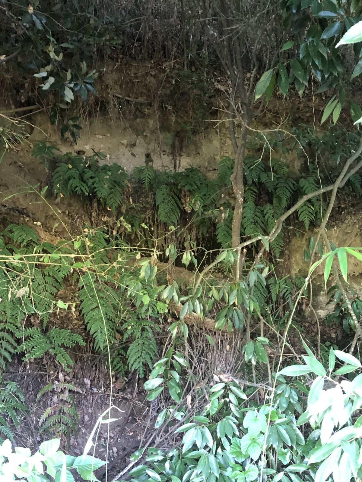 横穴