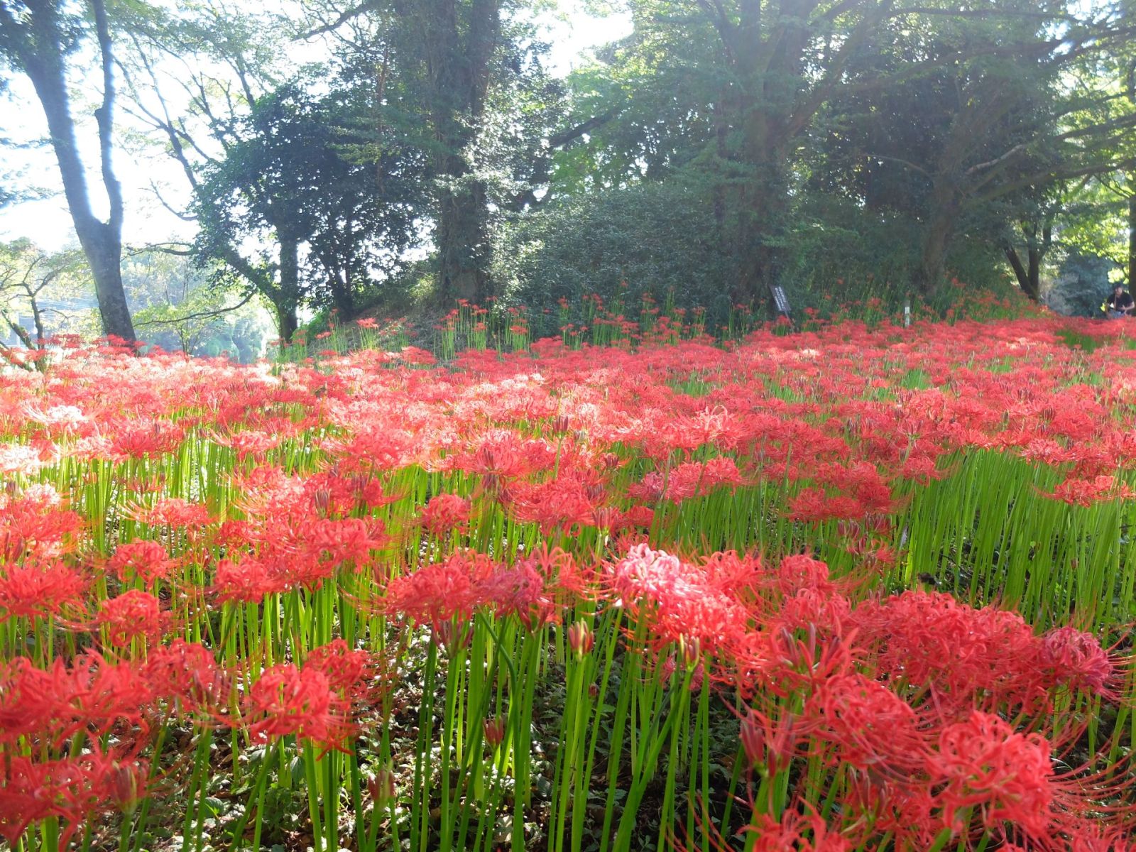 こっちの方が良いかな？