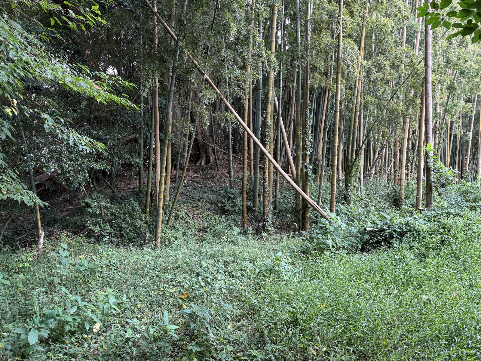 円墳（少し望遠）