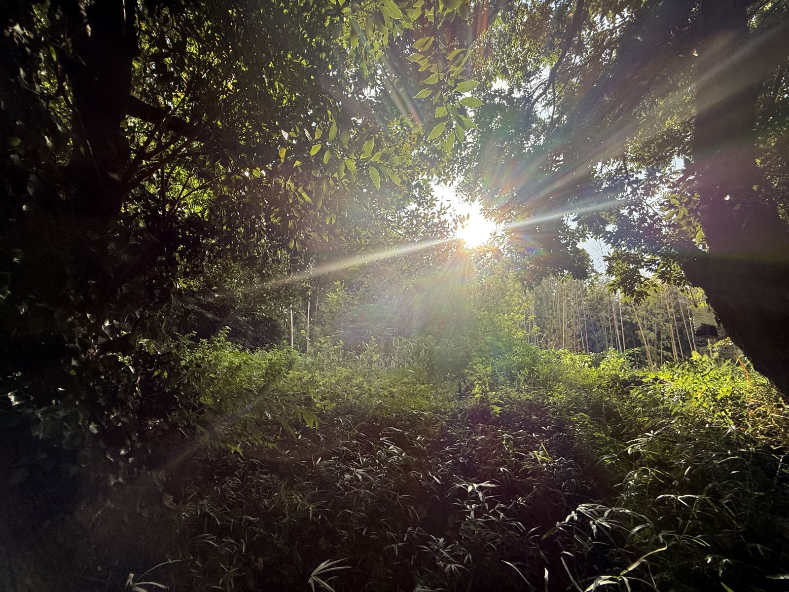 古墳付近の竹藪の木漏れ日