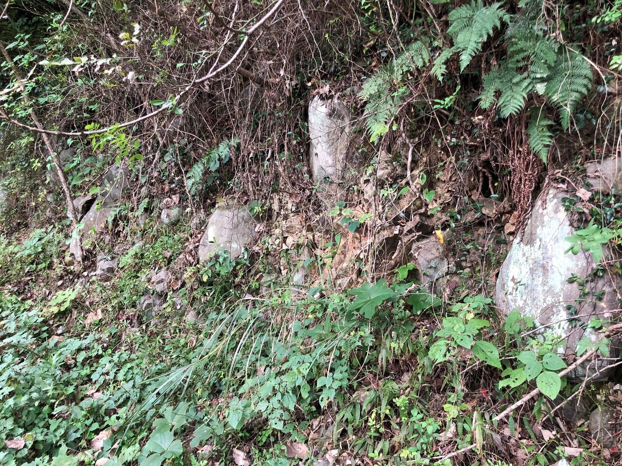 亀峯山古墳後円部（？）西側裾、基底石か？