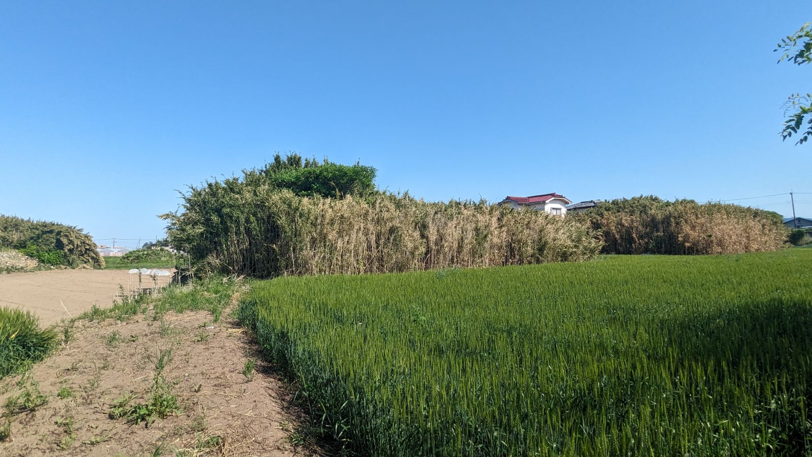 西方向から見た墳丘