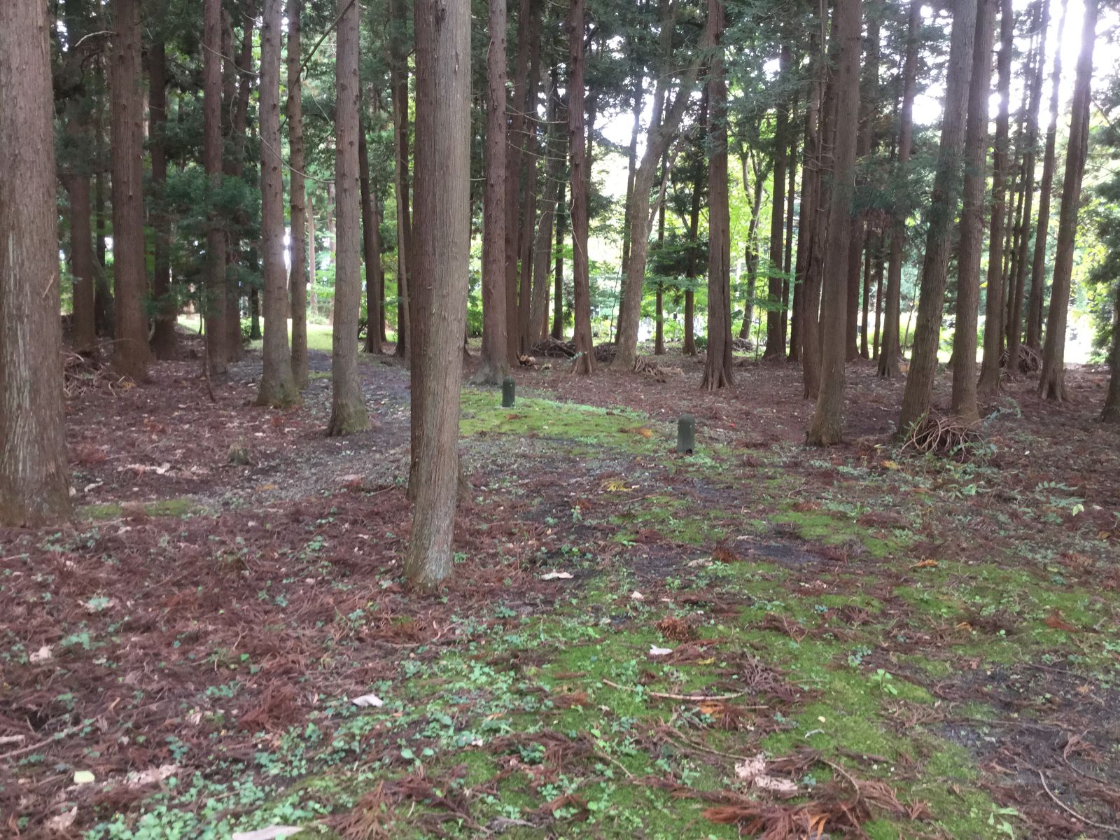 古墳公園内の林