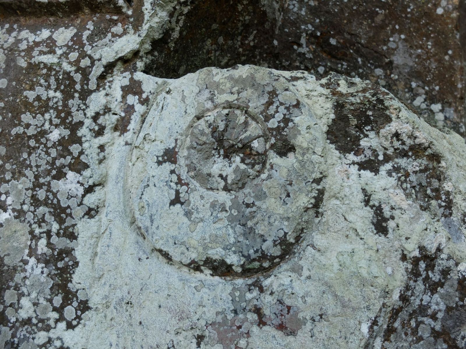 同心円(車輪)紋