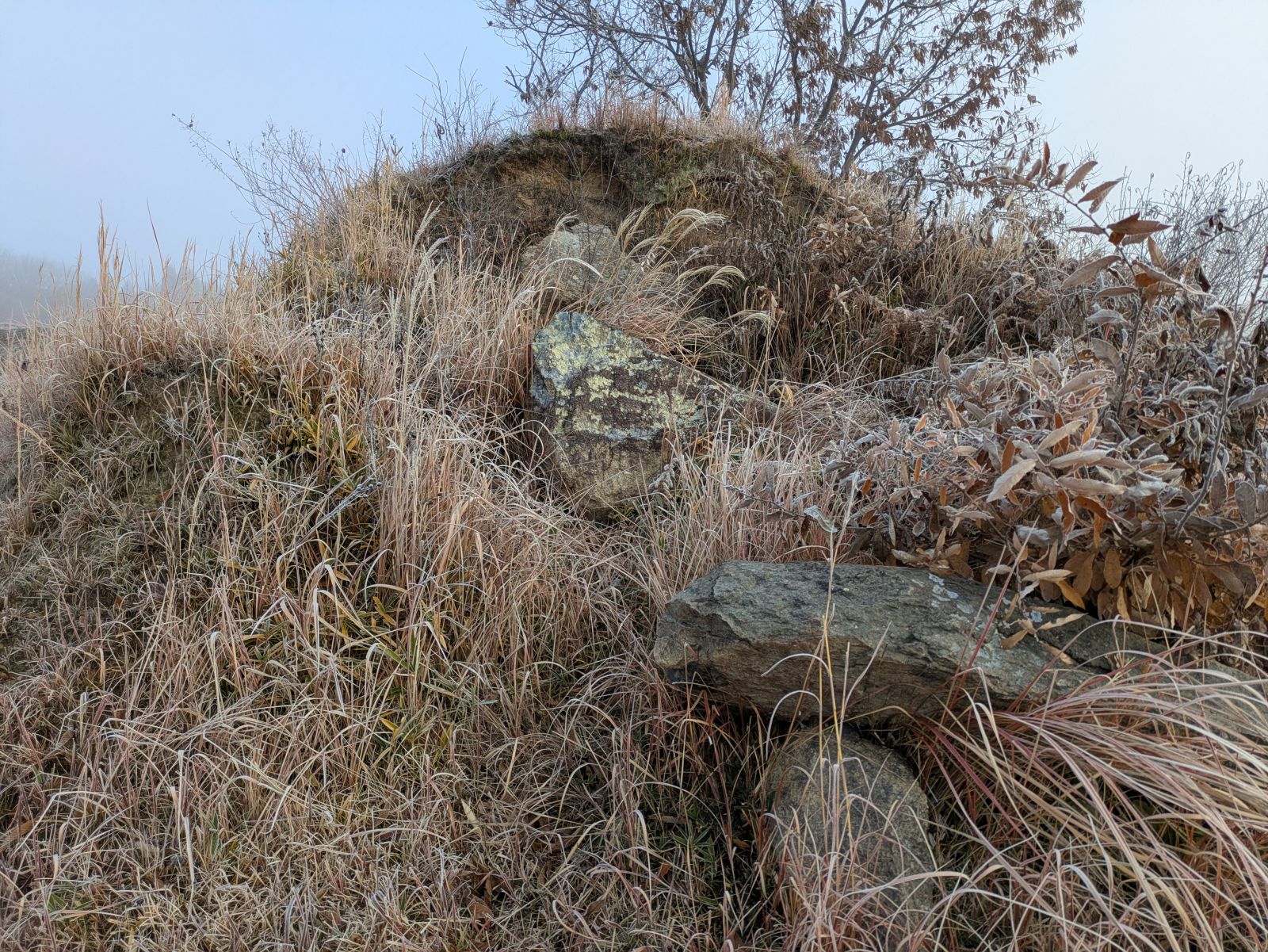 雑草で開口部が見えない。