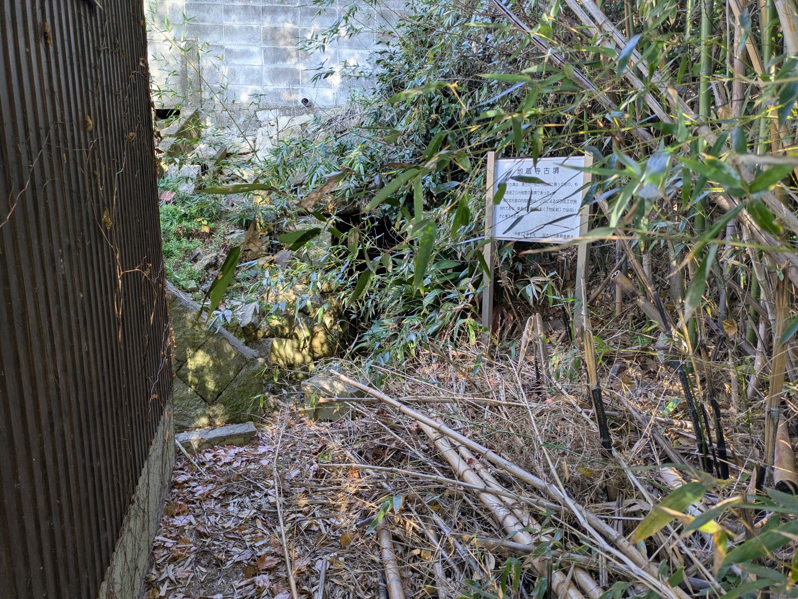 これも雑草が凄い！