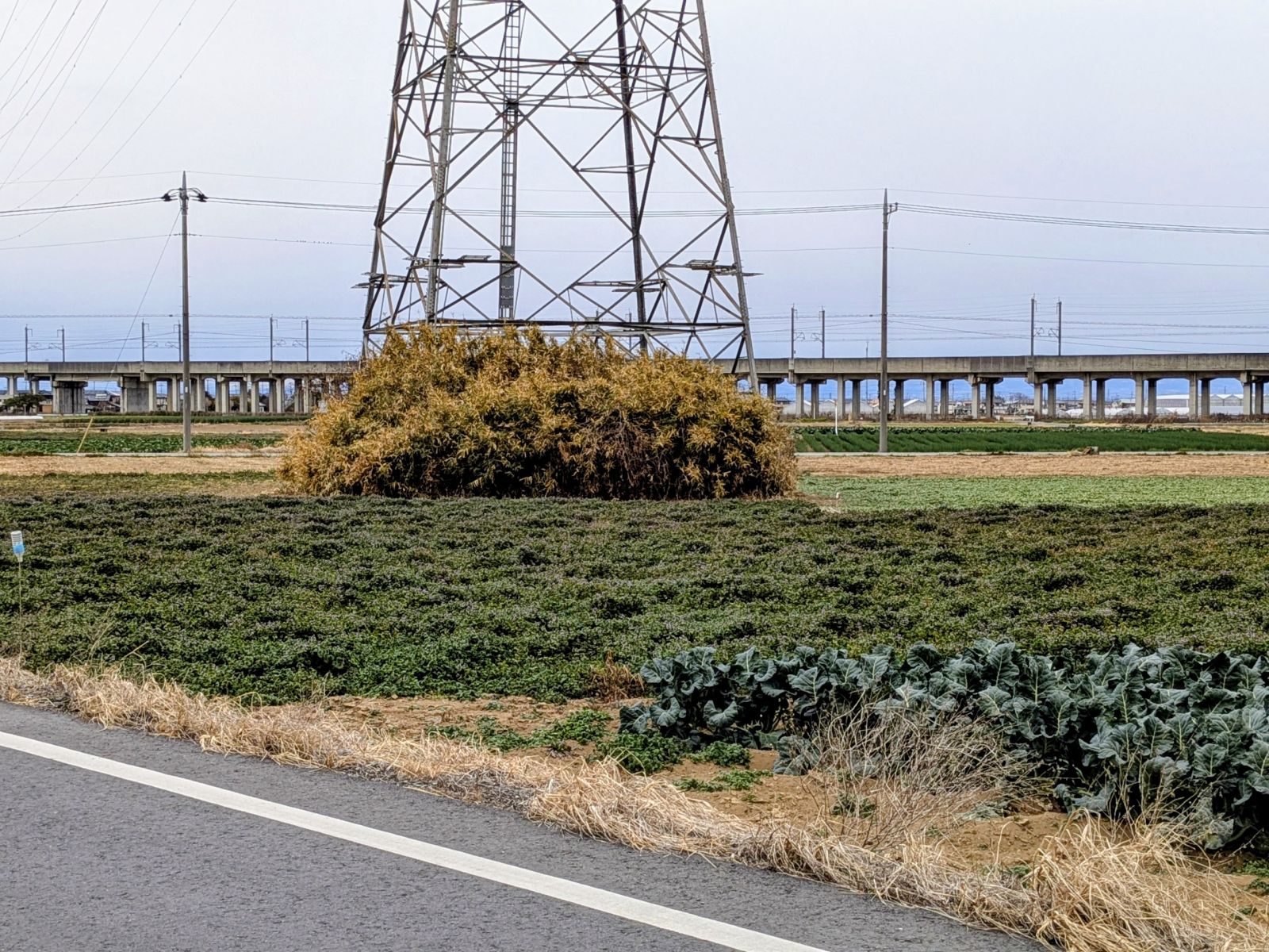 西方向から見た墳丘