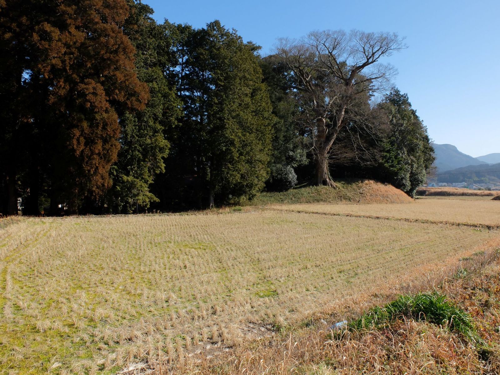 後円部には御神木(落葉してます)