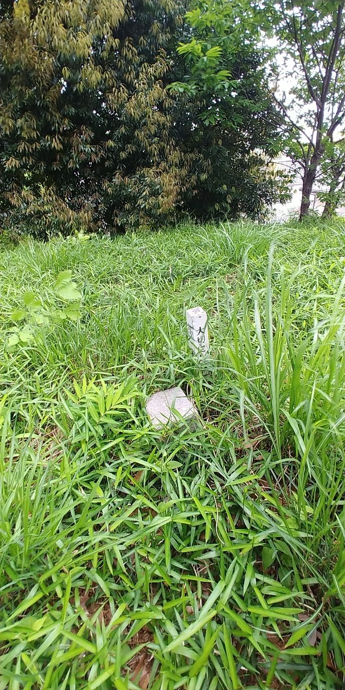 頂上に二等三角点「中島」標高19.82m