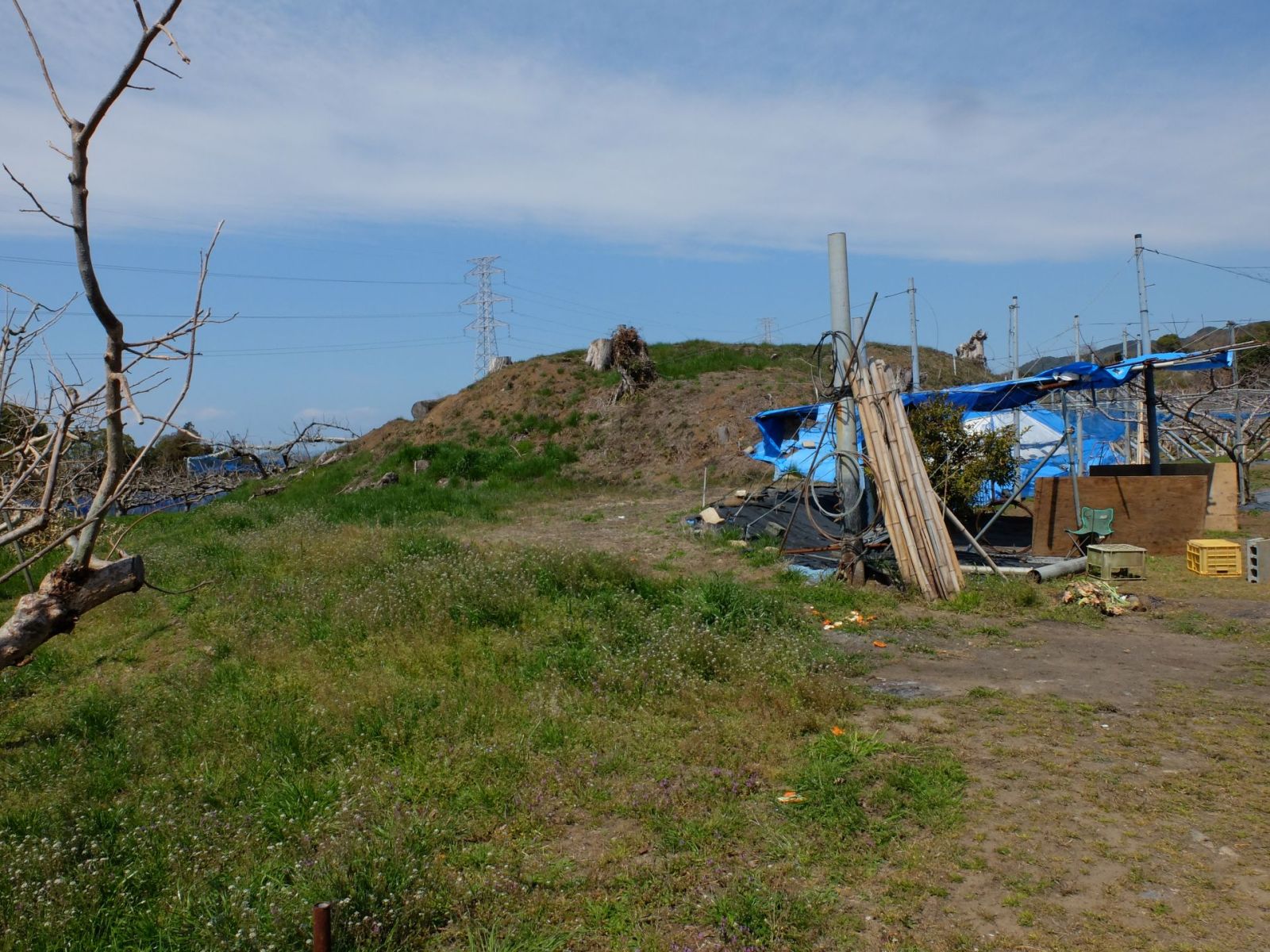 果樹園(柿)の中の鎌塚古墳墳丘